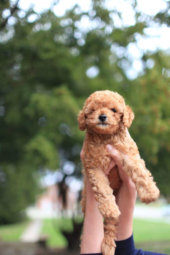 Puppy Plan